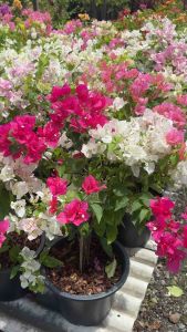 #ต้นเฟื่องฟ้า แฟนตาซี#ไม้ดอกกินได้ 2สี 8-11นิ้ว  #ต้นเฟื่องฟ้า​ #ไม้แดด​ #ไม้ดอก​ #ไม้ประดับ​   เป็นไม้ยืนต้นประเภทพุ่มกึ่งเลื้อย ขนาดตั้งแต่พุ่มเล็กถึงพุ่มใหญ่ มีหนามขึ้นตามลำต้นอยู่ ใบเดี่ยว แตกออก สลับกับกิ่ง หรือเยื้องกัน มีขนขึ้นปกคลุมเล็กน้อย มีสีเข