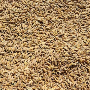 benih padi ketan putih 1kg masa pani 90 hari baca depkrisi agar lebih jelas