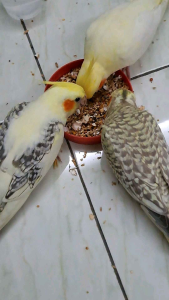 Suitable For Cockatiel & All Small Size Parrot mix seed 21 jenis 1kg