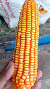 GROSIR MURAH 1 KG BENIH JAGUNG SUMO PERKASA JUMBO KEMASAN REPACK LOKAL BERKUALITAS