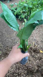 ( BISA COD ) PROMO Tanaman Hias Spatufillum Peace Lily / Bibit Tanaman Spatufillum Peace Lily