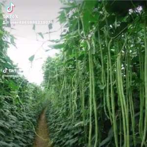 150-200 เมล็ด ถั่วฝักยาวเขียวเนื้อเยอะ ติดดกปลูกง่าย บรรจุ มีส่วนผสมอันตราย