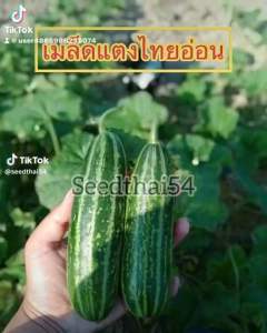 เมล็ดแตงไทยอ่อน80-120เมล็ด ลูกยาวผลอ่อน สีสวยลูกสวย