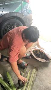 พิเศษ !! เมล็ด ฝักเพกา ฝักลิ้นฟ้า ฝักอีกา หมากลิ้นฟ้า สดใหม่จากสวน ปลอดสารพิษ รับประกันคุณภาพ