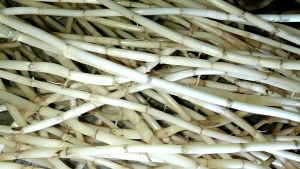 Herbal Untuk Batu Ginjal: Akar Alang-alang Segar