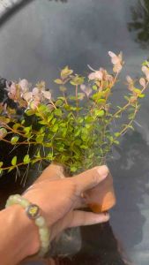 เกล็ดหอยชมพู(แบบกระถาง)