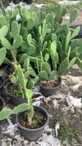 โอพันเทีย กระบองเพชรหูกระต่าย หูกระต่าย กระบองเพชรเสมา กระบองเพชรเสมาหูกระต่าย กระบองเพชรใบเสมา ขนาดกระถาง 11 นิ้ว