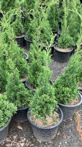 สนต้นสนสนมังกร ต้นสนมังกร สนแผง สนหิมะ สนแคระ สนหางมังกร ขนาดกระถาง 11 นิ้ว