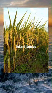BENIH PADI UNGGUL INFARI JUMBO KEMASAN 1Kg