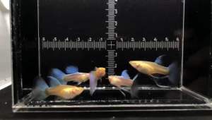 Albino sky blue ribbon