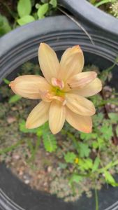 ฆ.หัวดอกบัวดิน Apricot King หัวละ 25 บาท