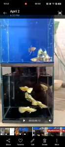 Full gold fancy fish trio for aquariums - vibrant colors - elegant fins - suitable for home aquariums - decorative pet accessory