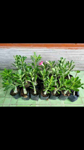 Adenium Obesum - Bahan Grafting Bunga Tumpuk - Kamboja Jepang Murah