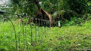 RACIK RUAK RUAK PANJANG  6 METER 63 MATA KALONG SIAP PAKAI TERUJI BERKWALITAS