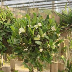 กล้วยไม้กลิ่นหอมเอื้องมะลิ Dendrobium crumenatum