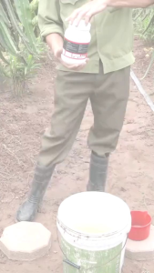 1KG [BELI 5 GRATIS 1] KEMASAN JUMBO Pupuk Dasshu Z1000 – Perangsang Akar Tunas Buah Pupuk organik Jepang untuk Semua Tanaman