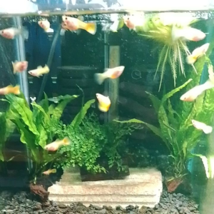 GPS Aquatic Yellow Lace GB SB Guppy
