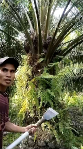 NEW DODOS SBL ORGINAL MADE IN MALAYSIA BISA COD