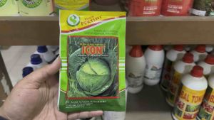 Benih Kubis Hibrida ICON - 100gram