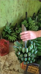 pisang uli 1 sisir berat 1-15kg