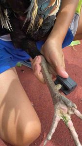 นวมยางพาราสวมตอไก่เกรดa