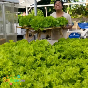 [TERLARIS] BIJI/BENIH TANAMAN SELADA KERITING HIJAU