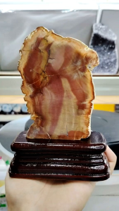 Natural Madagascar High Gred Petrified Wood/Tree Jade Slice Ornament MPT15
