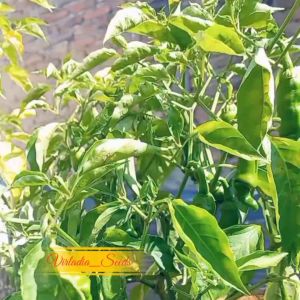 [Virladia Seeds] Biji Benih tanaman Cabe Unik Red Peter Pepper