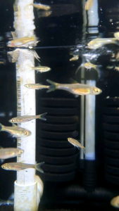 Rasbora Bankanesis /Ornamental fish/Freshwater/Readystock
