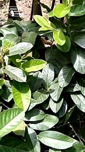 Kapsul Sambung Nyowo Herbal Indo Utama Sambung Nyawa Menurunkan Kadar Kolesterol dan Tekanan Darah Tinggi