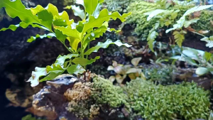 Pallavicinia Iyellii (pelia moss)地钱苔emerge/Aquatic plant/Tumbuhan Akuatik/Terrarium/ Paludarium/Vivarium