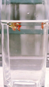 guppy fish reftail gold body (Rm10/ pair)