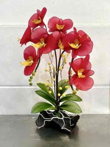 Chậu hoa lan hồ điệp cao 45cm