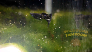 Metal Snake Black Lace Guppy PAIR | Live animal