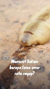 TERMITLESS - Pembasmi Rayap Satu Koloni pembasmi rayap efektif pembunuh ratu rayap Eco-Friendly Pest Control Pengendalian Hama Ramah Lingkungan - Lazada
