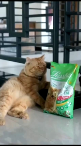 Makanan Kucing Dry Food Pussbite Kemasan 800gr Makanan Kucing Cat Kering Kemasan Freshpack 800 Gram