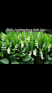 Áo dài thêu tay hoa linh lan cưới hỏi siêu đẹp