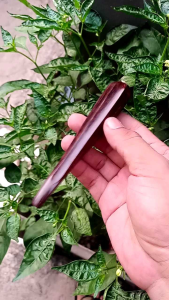 Pipa Cangklong Kayu Gali Asem Model Belimbing Manis