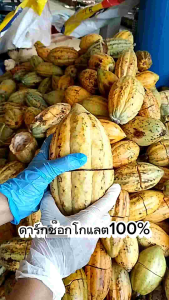 ดาร์กช็อกโกแลต 100%75%มัชชะ ช็อกโกแลตไทยแท้จากเมืองเลย แปรรูปเองจากเกษตรกร ทานง่าย รสชาดกลมกล่อมขนาด 50 กรัม