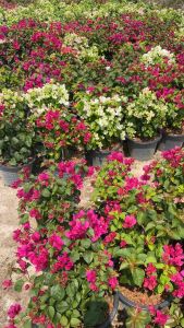 เฟื่องฟ้า เลือกสีได้ ขนาดกระถาง 10นิ้ว ความสูง 30-40cm ส่งทั้งกระถางควรสั่ง 2กระถาง/1ออเดอร์ (ดอกเยอะ ดอกน้อย ขึ้นอยู่กับแต่ละล็อต) Bougainvillea