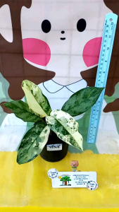 เขียวหมื่นปีด่าง