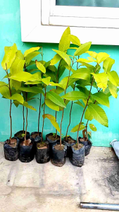 ต้นยางนา ราดเชื้อเห็ดระโงก ความสูง 40-60 เซนติเมตร ชุด 10 ถุง