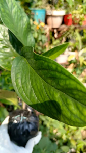 Monstera peru (often labeled Monstera karstenianum) is a rare easy-care climbing evergreen plant. Live plant in polybag