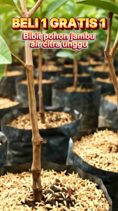 BIBIT MURAH JAMBU CITRA MERAH🌱Jambu Air Yang Mempunyai Warna Merah Yg Manis Dengan Citarasa Manis Berbuah Genja Tanpa Mengenal Musim Yuk Dipesen.Pemesanan Bisa COD Bayar Ditempat
