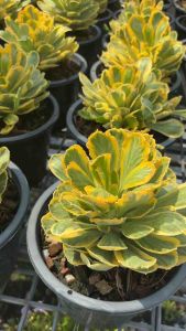 #Euphorbia poison #ต้นไม้มงคล #ทองอำพัน #ทองอำพัน ยูโฟเบียด่าง Euphorbia poissonii variegated 8 นิ้ว ไม้มงคล สวยงาม เหมาะสมสำหรับประดับที่โต๊ะ บ้าน ตกแต่ง ตามความชอบ Euphorbia poison ต้นไม้มงคล ทองอำพัน ไซส์กระถาง ใหญ่นิ้ว จัดส่งพร้อมกระถาง วิธีดูแล 1.ชอ