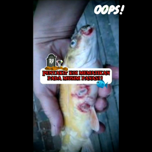 INFEKSI IKAN KOI POTBELLY/KEMBUNG AIR/SIKNAS/ MORIMOTTO KIKU LIQUID 100ML