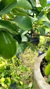 Selamat Datang Ditoko Kami Bibit Alpukat Mentega Jumbo Dataran Rendah Dan Tahan Terhadap Hama Ulat Buah Bisa Mencapai Berat 2kg Lebih Bibit Sudah Hasil Okulasi Berbuah Pendek Dalam Pot Pemesanan Bisa COD Bayar Dirumah