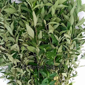 Daun sidaguri jantan segar langsung petik 1kg