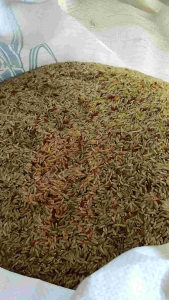 🔥แพ็ค5 กิโลกรัม 🌾🌾🍚ข้าวกล้องหอมมะลิปี68 (น้ำตาลต่ำ)((คัดพิเศษ)) ส่งตรงจากต้นทางเกษตรกร เหมาะสำหรับผู้ป่วยเบาหวาน ความดันโลหิตสูง หรือควบคุมน้ำหนัก ข้าวชาวนาสุรินทร์ชาวนาขายเอง สีใหม่ตามออร์เดอร์ แพ็คสูญญากาศ5กิโลกรัมรวมน้ำหนักกล่องผลิตภัณฑ์