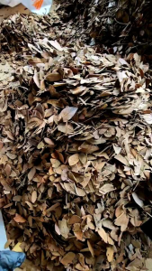 ใบก้ามปูล้วน100% คัดพิเศษกิ่งก้าน #ใบก้ามปูล้วน #ใบก้ามปูบด #ดินใบก้ามปู